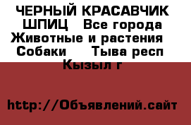 ЧЕРНЫЙ КРАСАВЧИК ШПИЦ - Все города Животные и растения » Собаки   . Тыва респ.,Кызыл г.